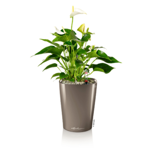 MINI-DELTINI ir DELTINI vazonai