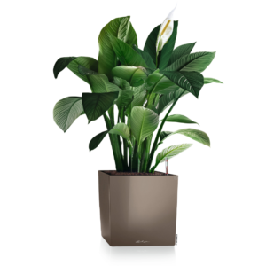 CUBE PREMIUM vazonai