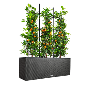 TRIO COTTAGE vazonai