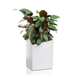 CURSIVO PREMIUM 30 vazonas